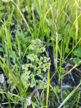 Sivun Adiantum thalictroides var. hirsutum (Hook. & Grev.) Sota kuva