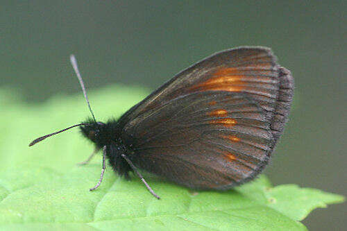 Image of Eriphyle Ringlet