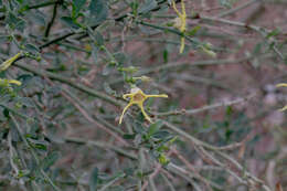 Image of Anthocercis littorea Labill.