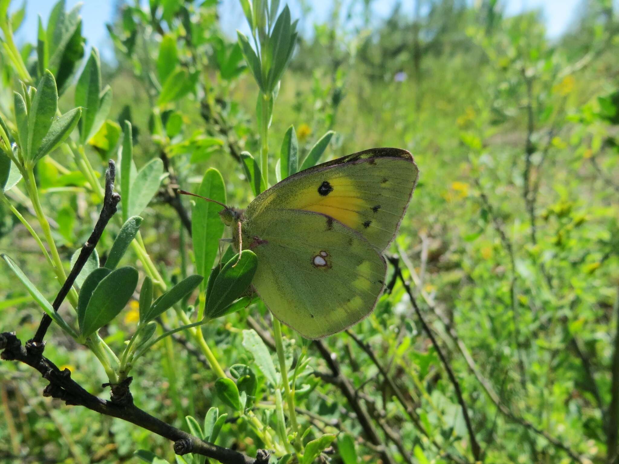 Plancia ëd Colias myrmidone (Esper 1781)