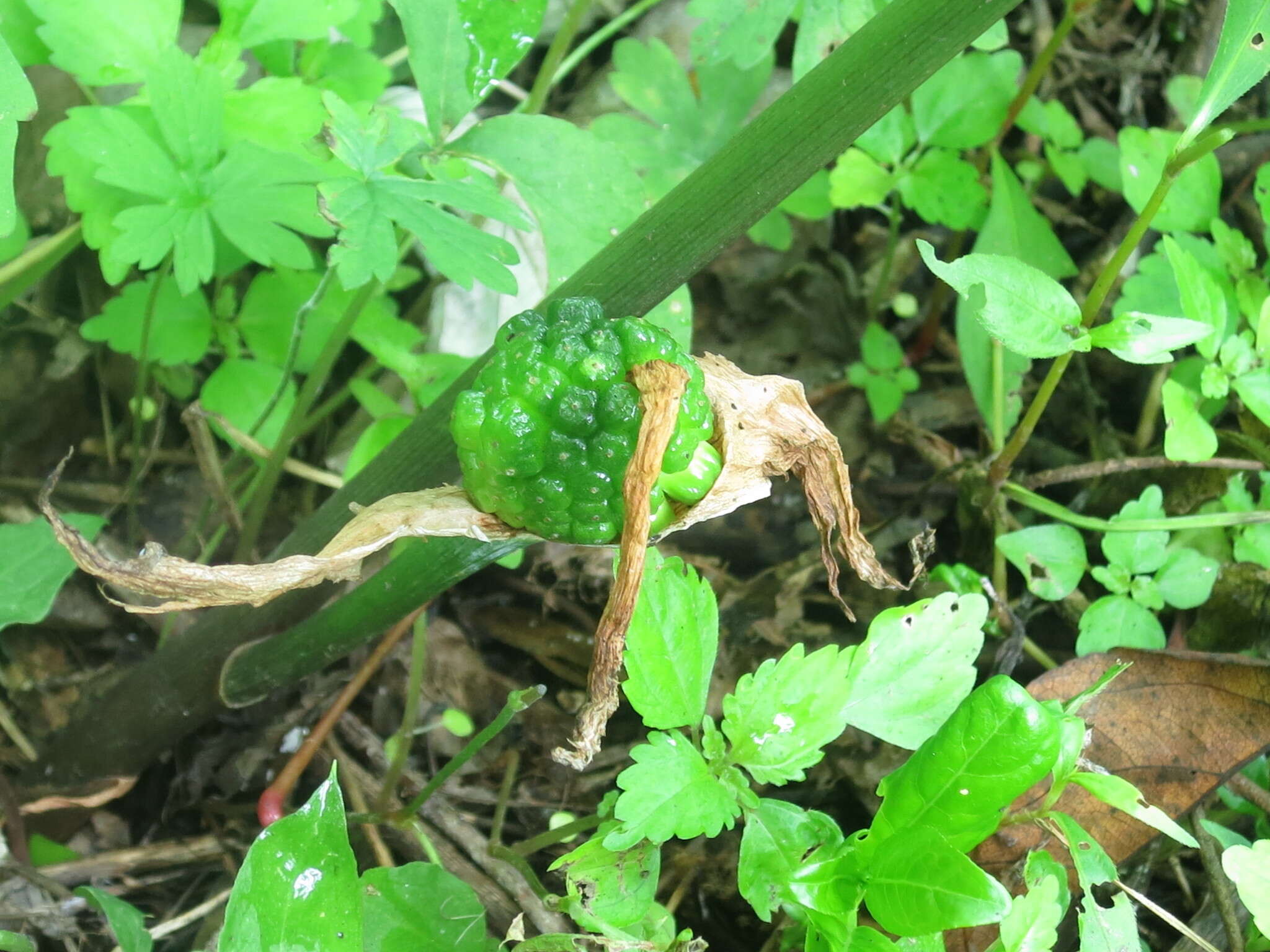 Image of Arisaema amurense Maxim.