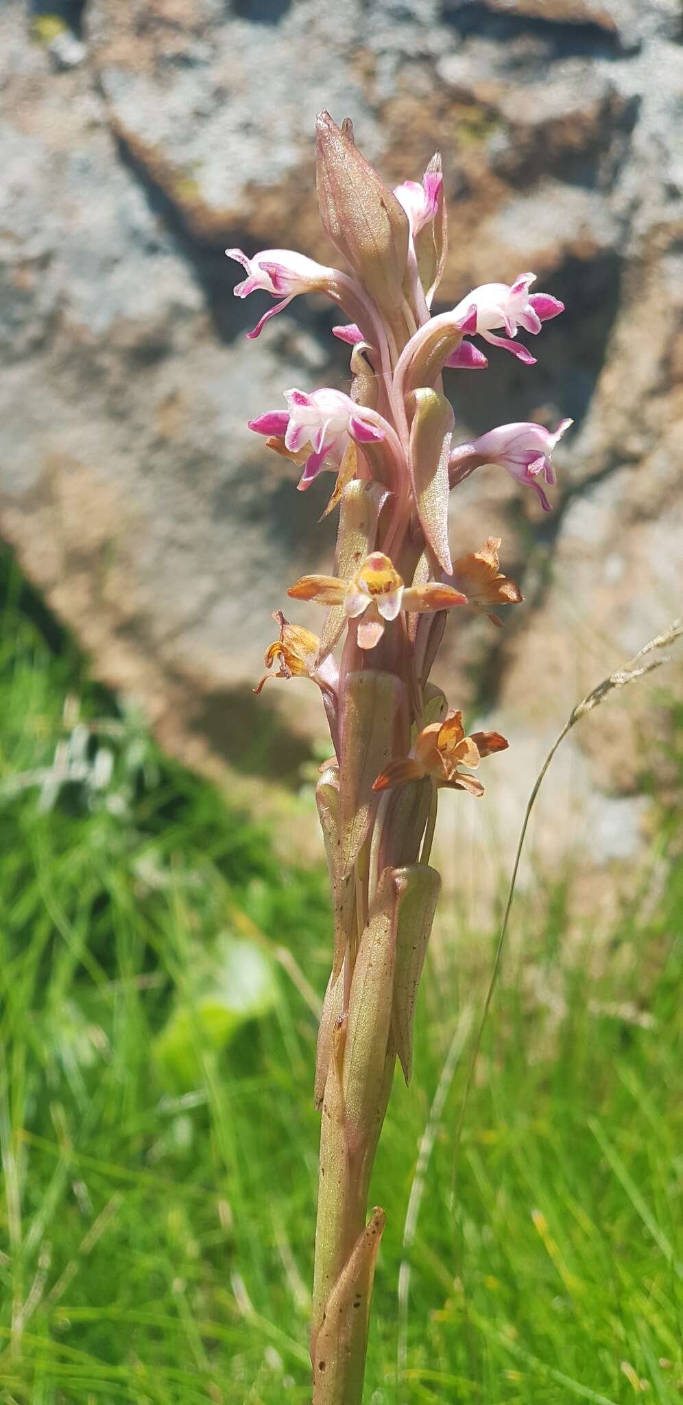 Image of Satyrium longicauda var. jacottetianum (Kraenzl.) A. V. Hall