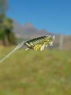 Harpochloa falx (L. fil.) Kuntze resmi