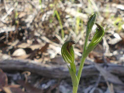 Слика од Pterostylis rubescens (D. L. Jones) G. N. Backh.