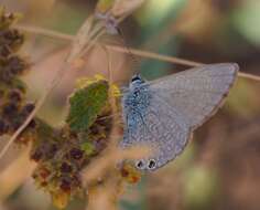 Nacaduba biocellata (Felder & Felder 1865) resmi