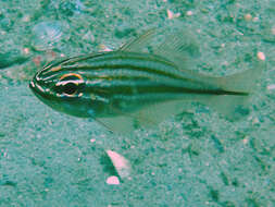 Image of Cardinalfish