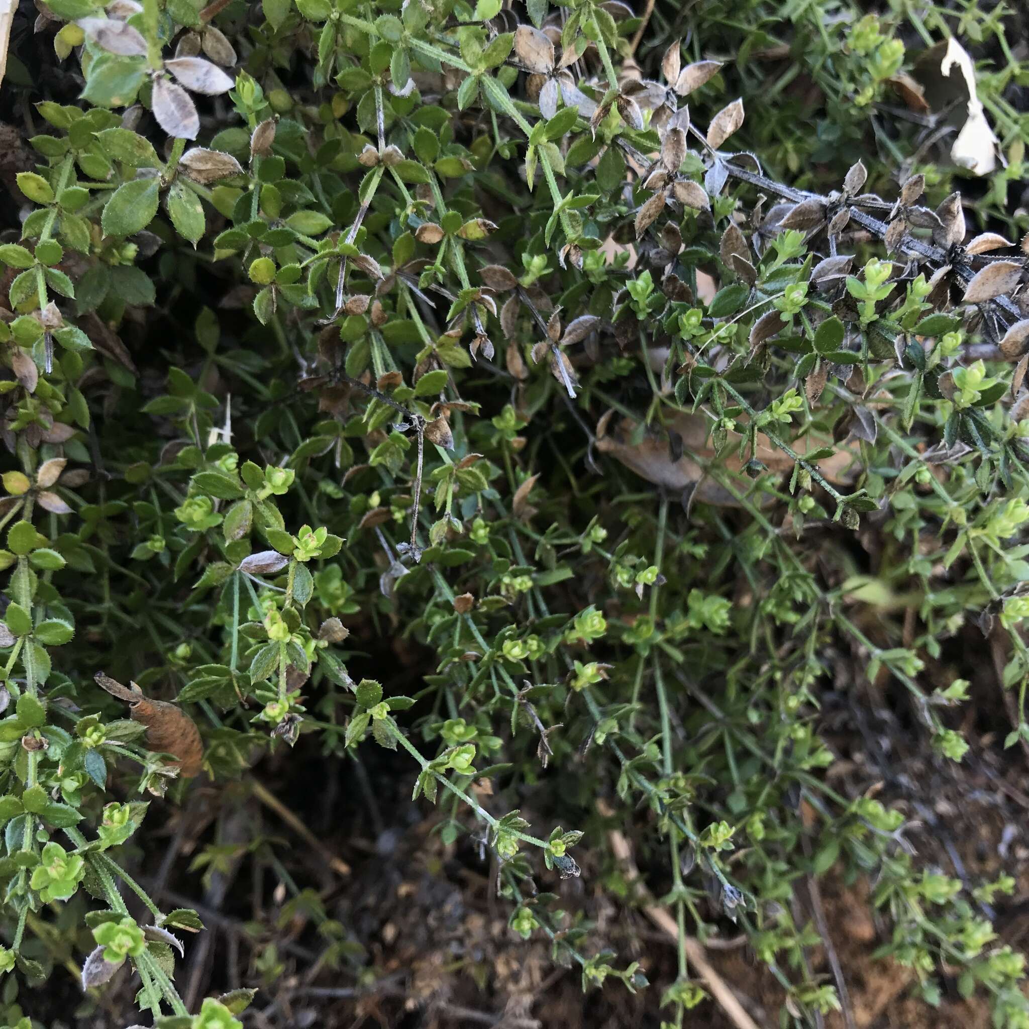 Image of Santa Barbara bedstraw