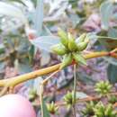 Image of Eucalyptus adesmophloia (Brooker & Hopper) D. Nicolle & M. E. French