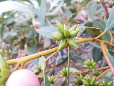 Image of Eucalyptus adesmophloia (Brooker & Hopper) D. Nicolle & M. E. French