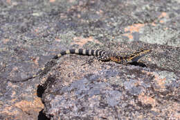 Ctenophorus ornatus (Gray 1845) resmi