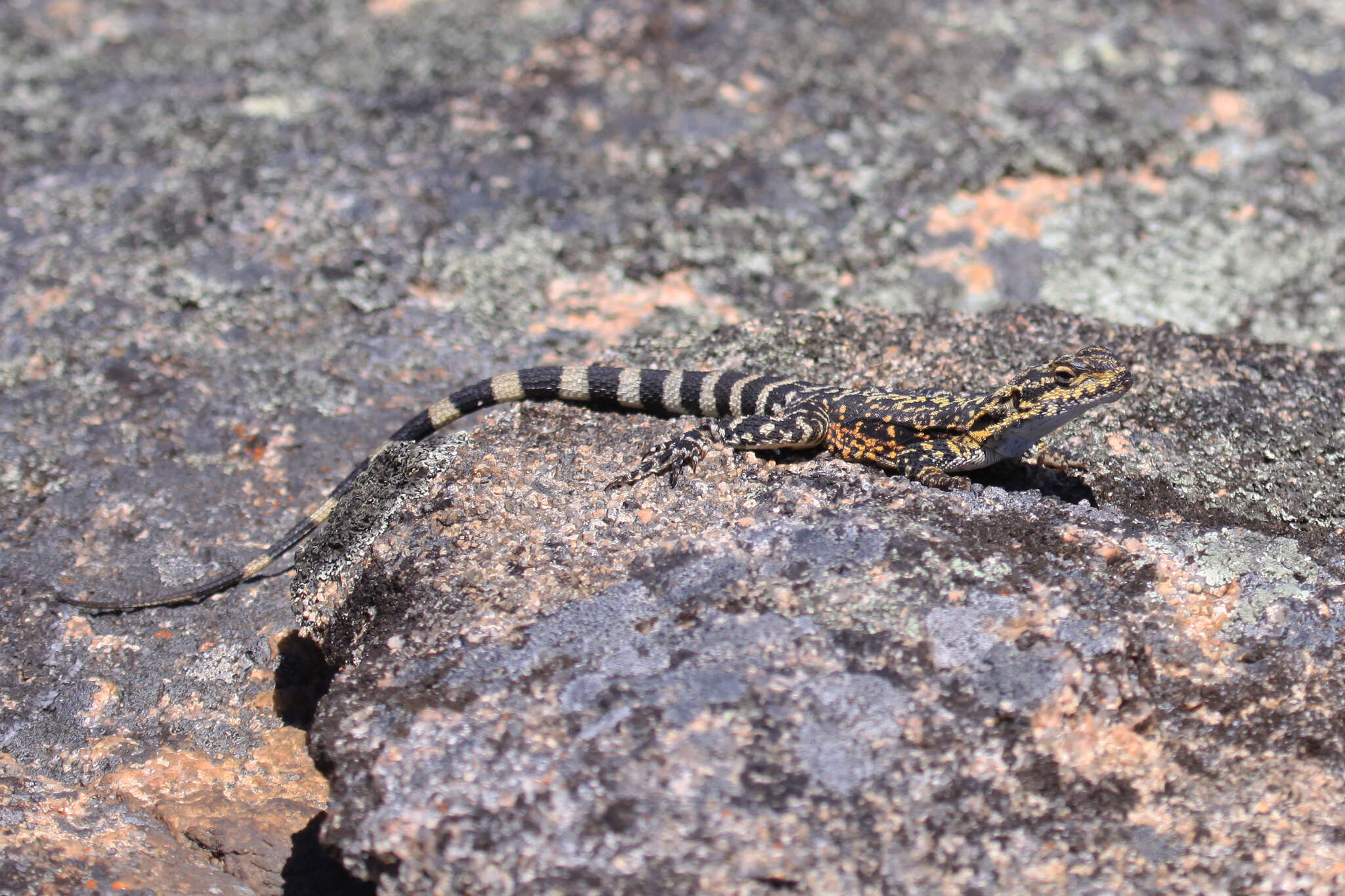 Image of Ornate Crevice-dragon