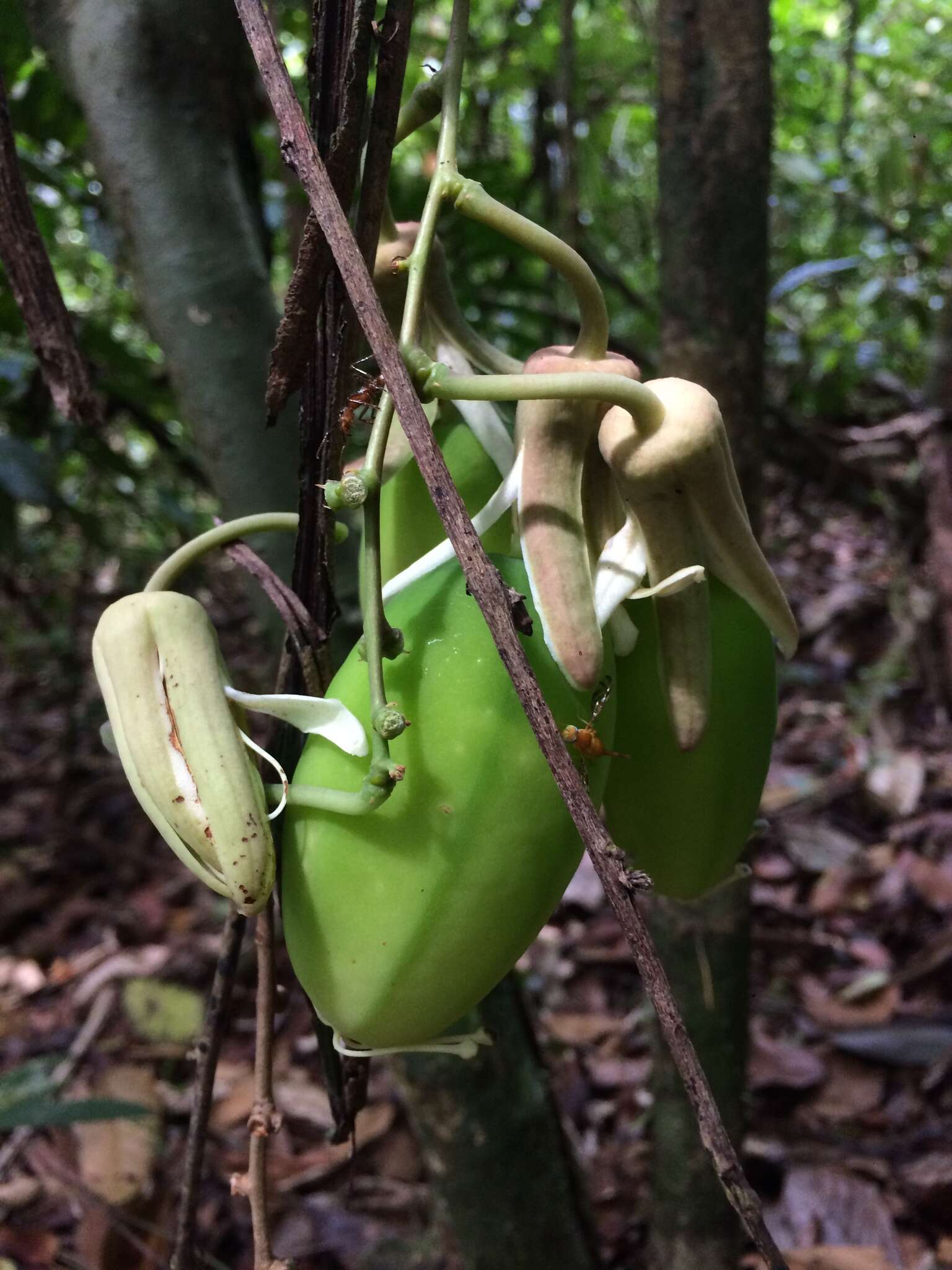 صورة Passiflora contracta Vitta