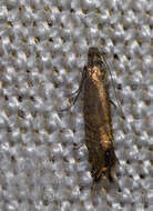 Слика од Glyphipterix thrasonella Scopoli 1763