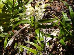 Image of Earina autumnalis (G. Forst.) Hook. fil.