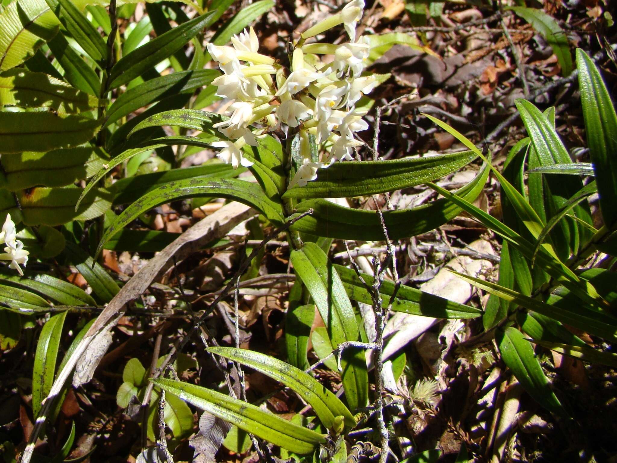 Plancia ëd Earina autumnalis (G. Forst.) Hook. fil.