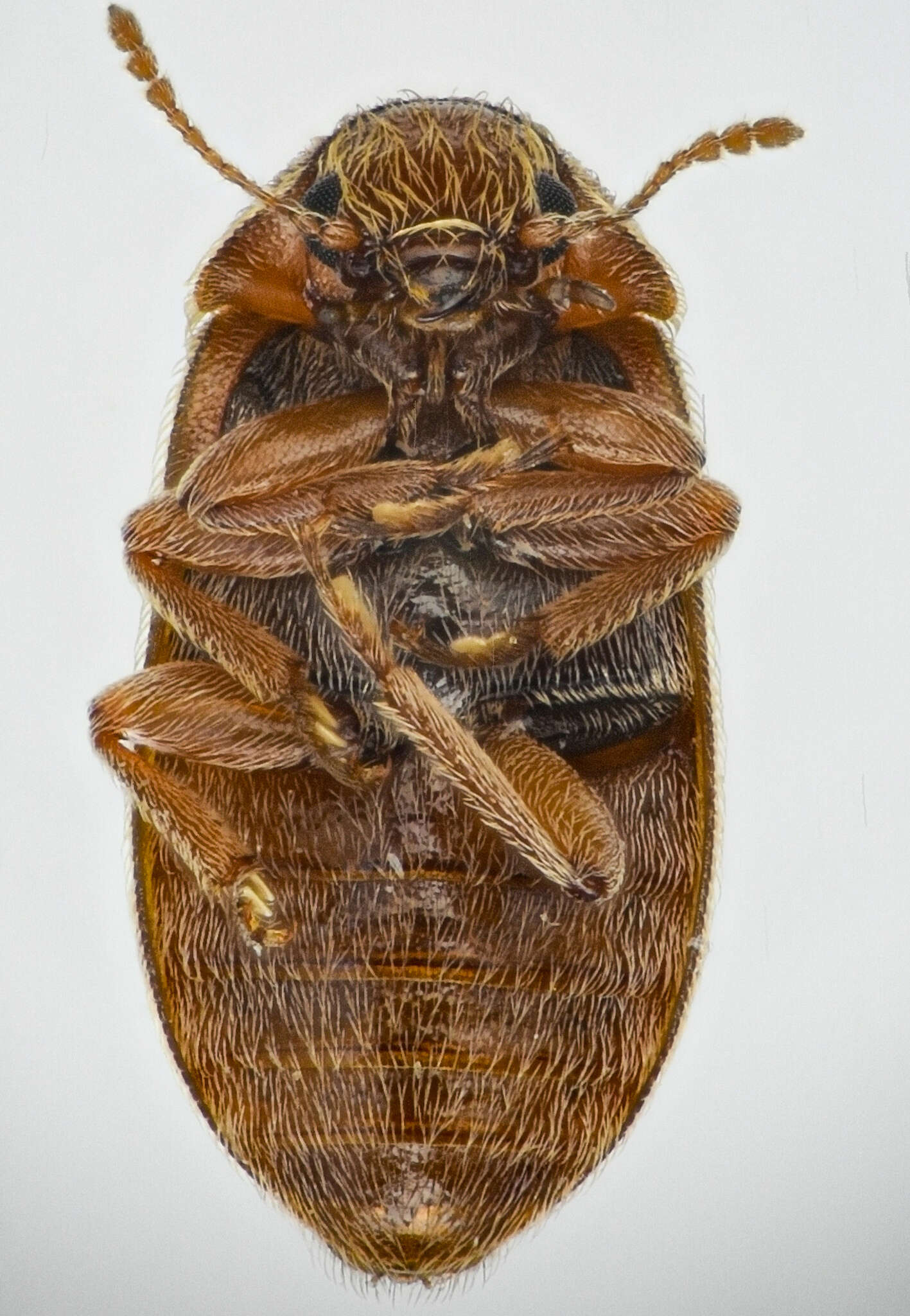 Слика од Xerasia grisescens (Jayne 1882)