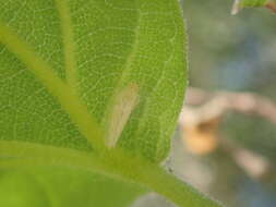 Image of Pagaronia confusa Oman 1938