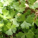 Image of Hydrocotyle batrachium Hance