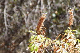 Image of California buckeye