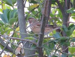 Image of Chestnut-eared Bunting