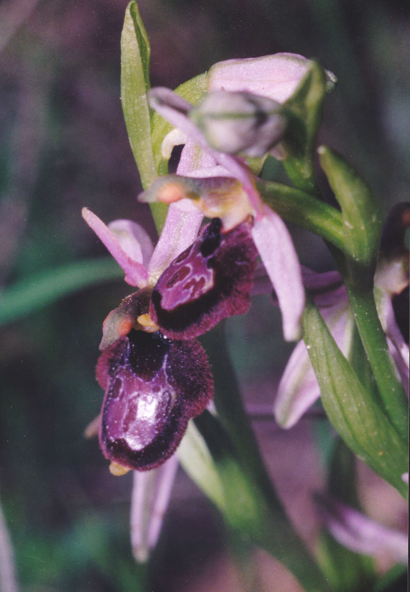 Image of Ophrys flavicans Vis.