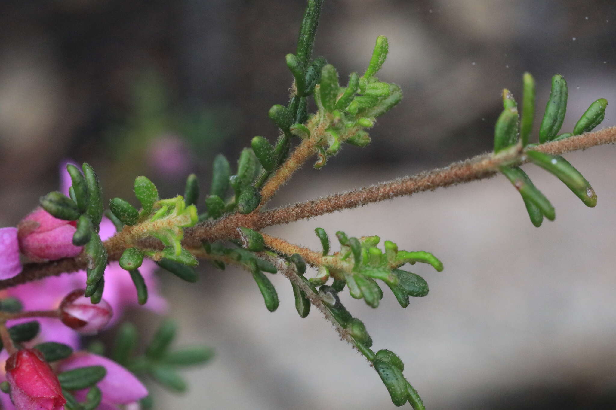 Image of Lovely Boronia