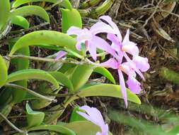 Image of Cattleya nobilior Rchb. fil.