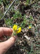 Слика од Cytisus hirsutus subsp. polytrichus (M. Bieb.) Hayek