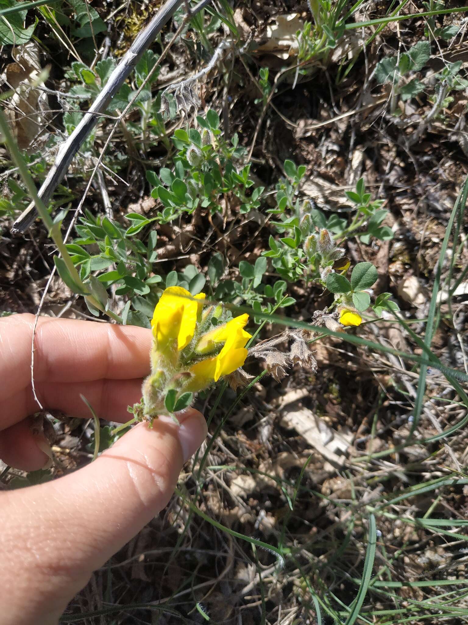 Слика од Cytisus hirsutus subsp. polytrichus (M. Bieb.) Hayek