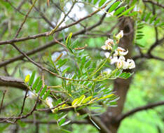 Image of Virgilia oroboides subsp. oroboides