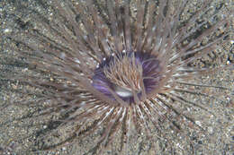 Image of Brown ring sand anemone