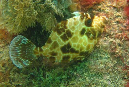 Image of Black leatherjacket