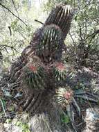 Image of Emory's barrel cactus