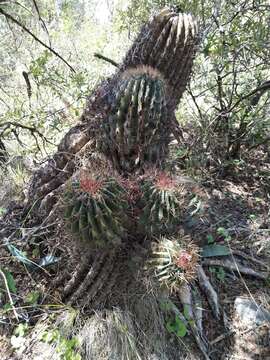 Image of Emory's barrel cactus