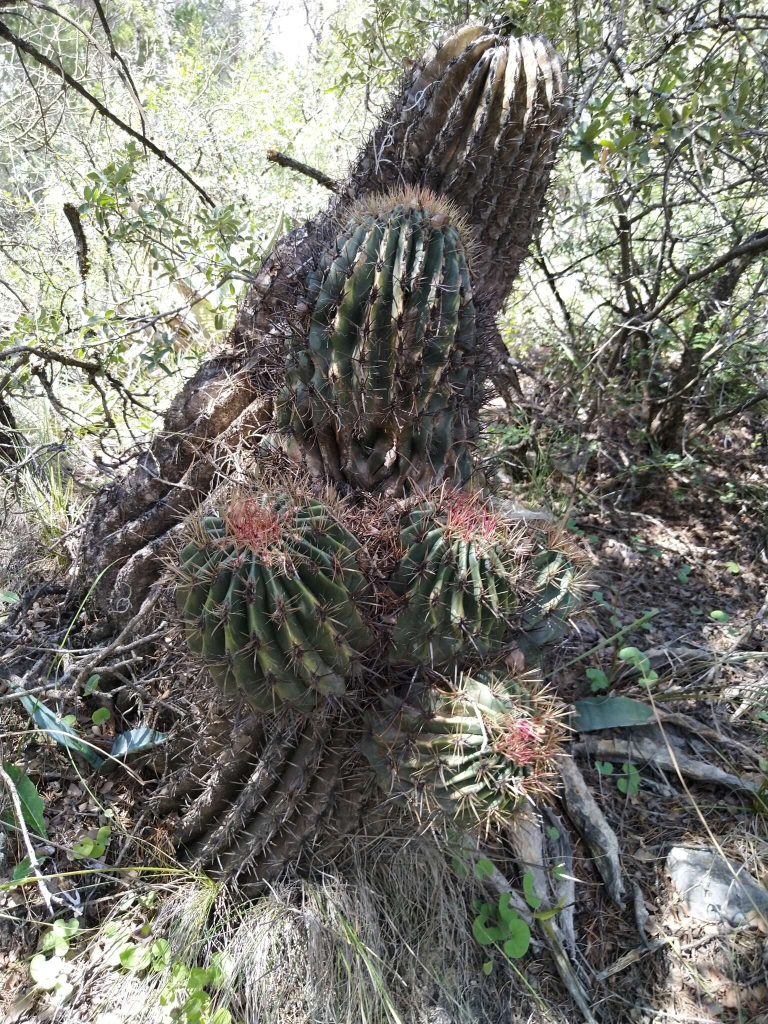 Image of Emory's barrel cactus