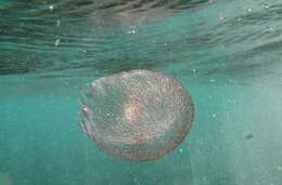 Image of Purplestriped jellyfishes