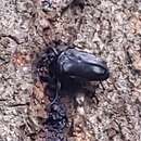 Image of Black Drone Beetle