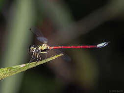 Image of Rhinagrion borneense (Selys 1886)