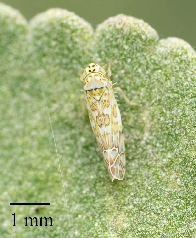 Image of Ligurian Leafhopper