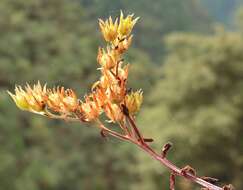 Imagem de Sedum moranii Clausen