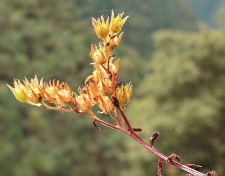 Plancia ëd Sedum moranii Clausen