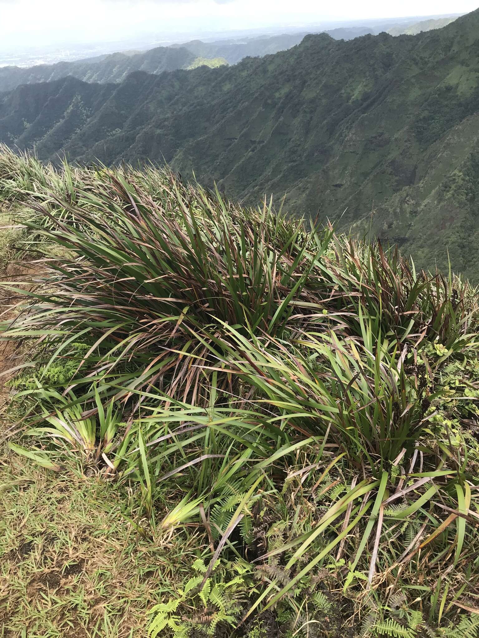 Image of Polynesian Twig-Rush