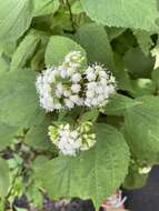 Image of Ageratina roanensis