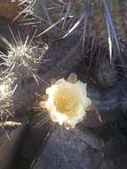 Image de Echinopsis deserticola (Werderm.) H. Friedrich & G. D. Rowley