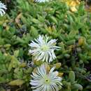 Image of Delosperma calitzdorpense L. Bol.