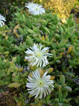 Image of Delosperma calitzdorpense L. Bol.