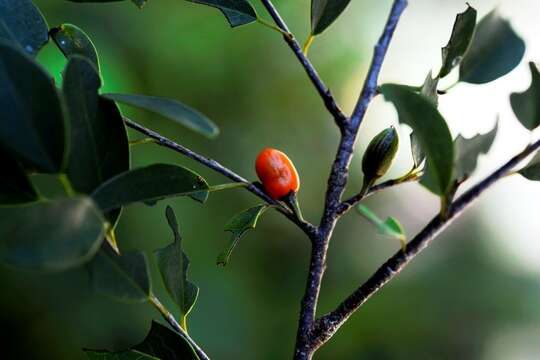 Sivun Erythroxylum guatemalense Lundell kuva