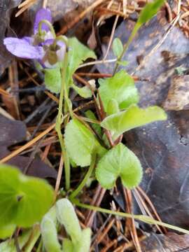 Слика од Viola collina Bess.
