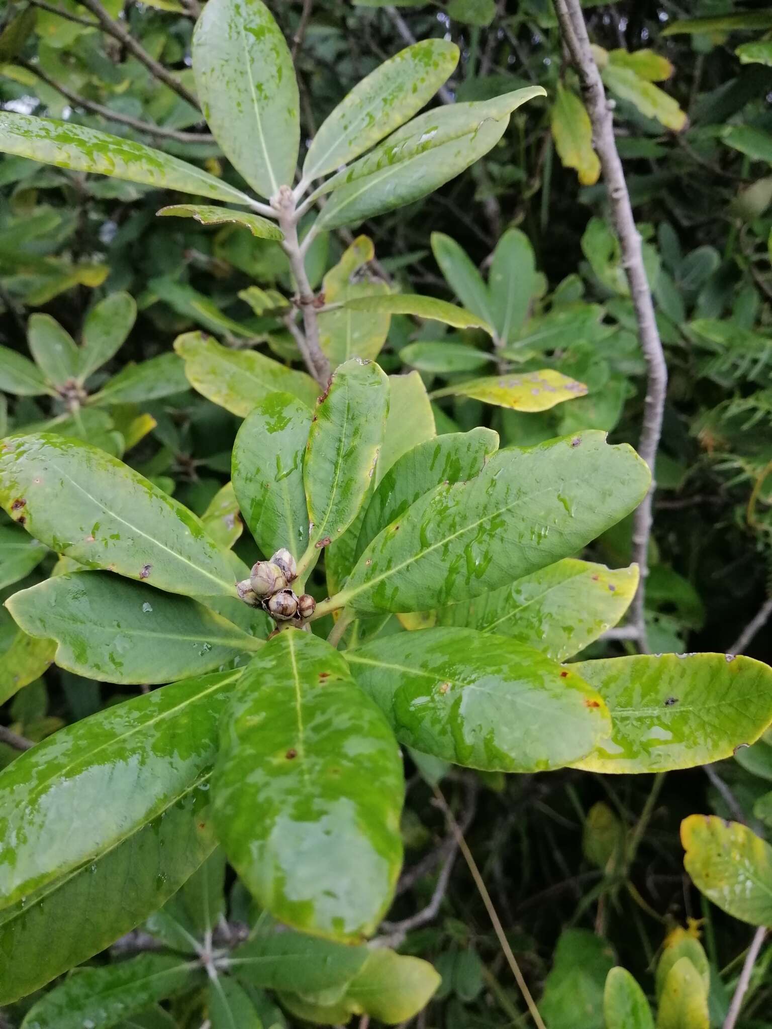 Image de Pittosporum huttonianum T. Kirk