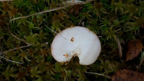 Image of Russula betularum Hora 1960